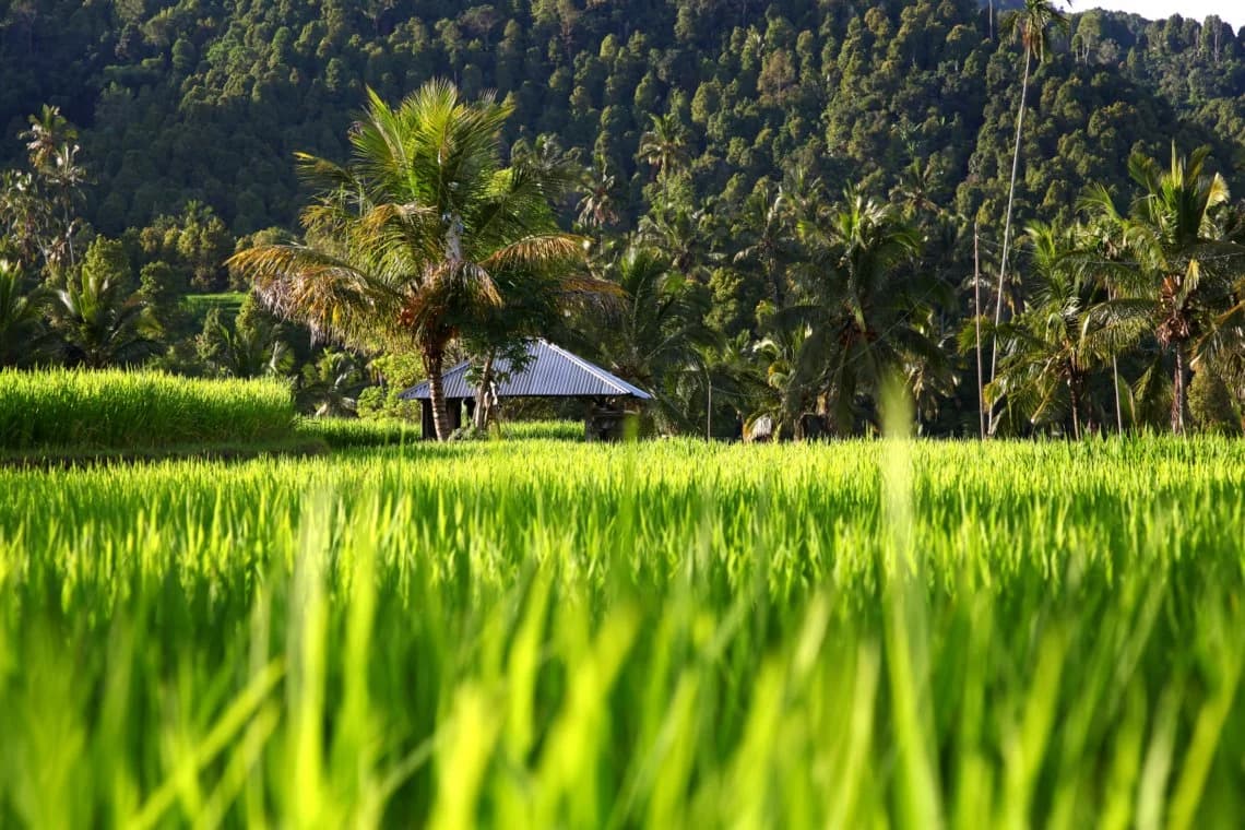 Ubud tour
