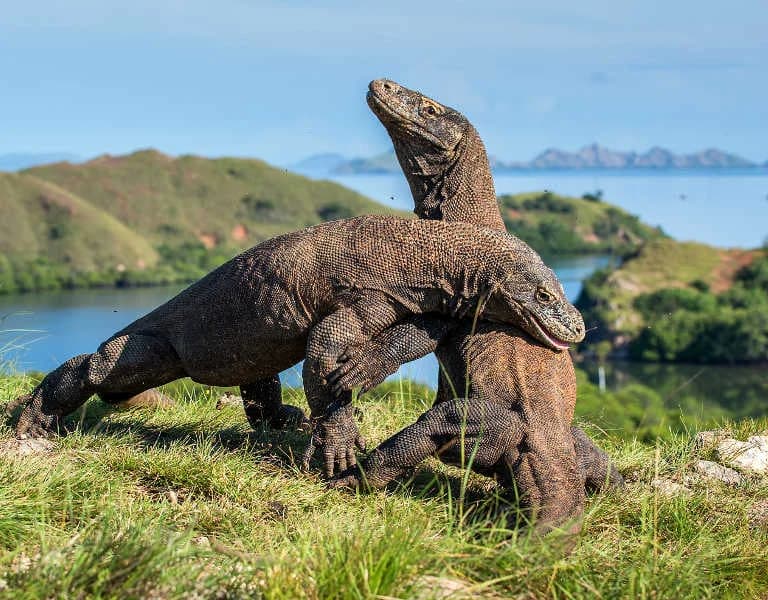 Komodo and Flores Tour