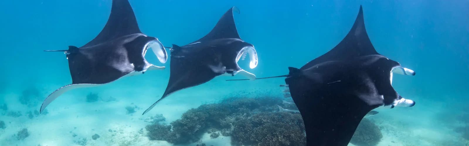 Snorkeling and Manta Point on Nusa Penida — Bali Excursion with Private Guide
