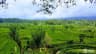 Tegalalang Rice Terraces