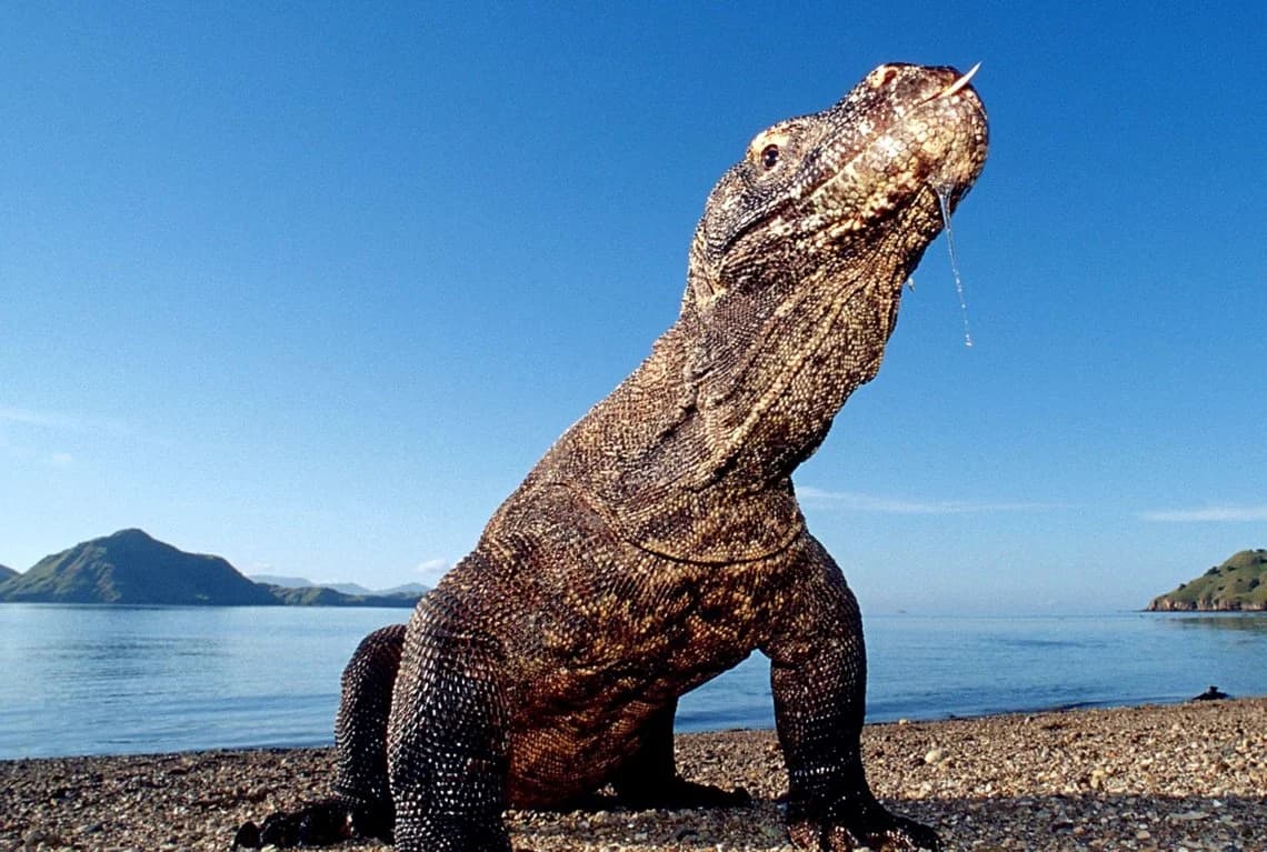 Komodo and Flores Tour