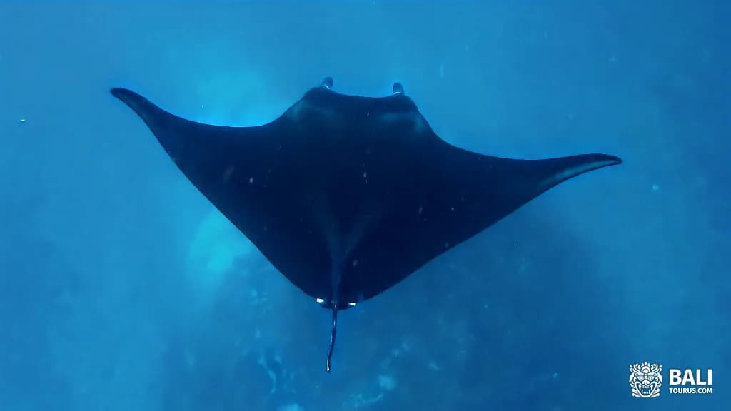 Snorkeling and Manta Point on Nusa Penida
