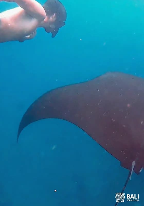 Snorkeling and Manta Point on Nusa Penida