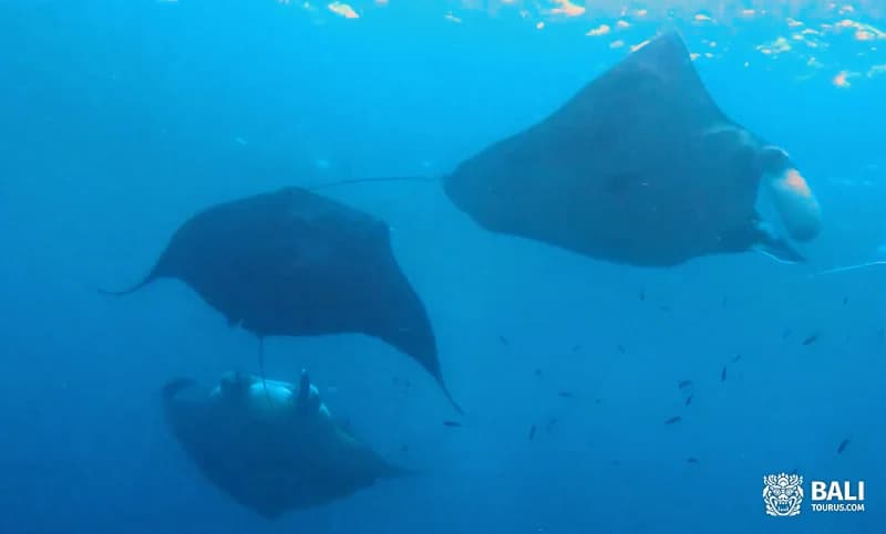 Snorkeling and Manta Point on Nusa Penida