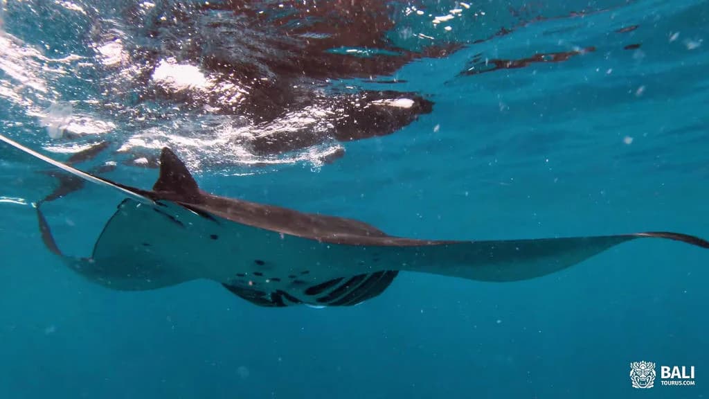 Snorkeling and Manta Point on Nusa Penida