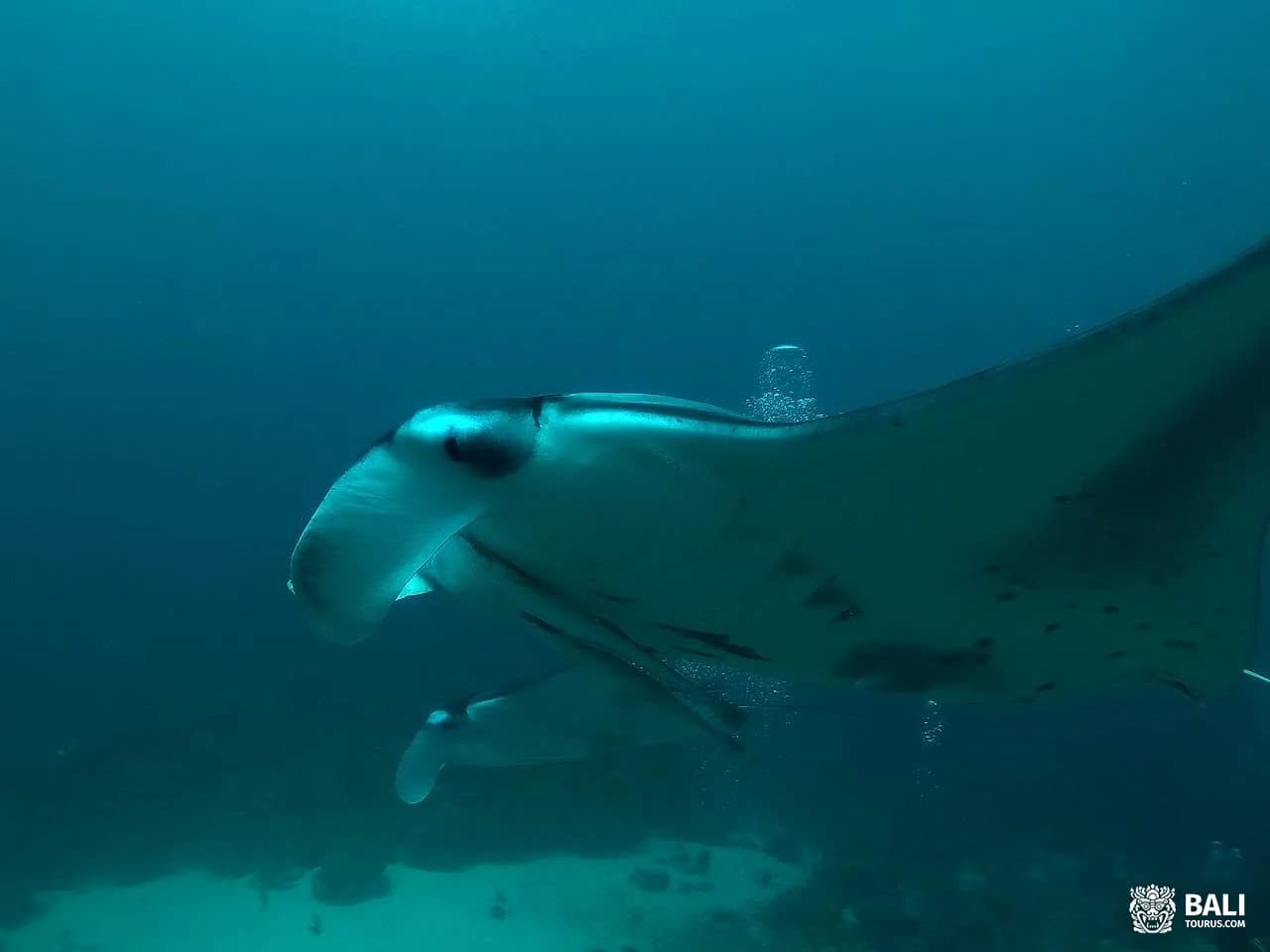Snorkeling and Manta Point on Nusa Penida