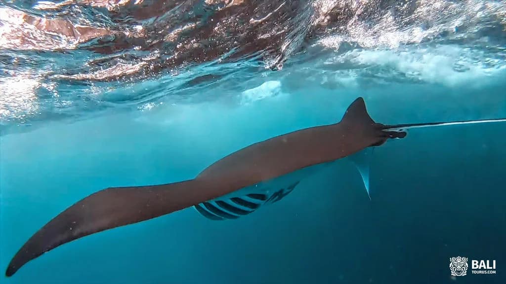 Snorkeling and Manta Point on Nusa Penida