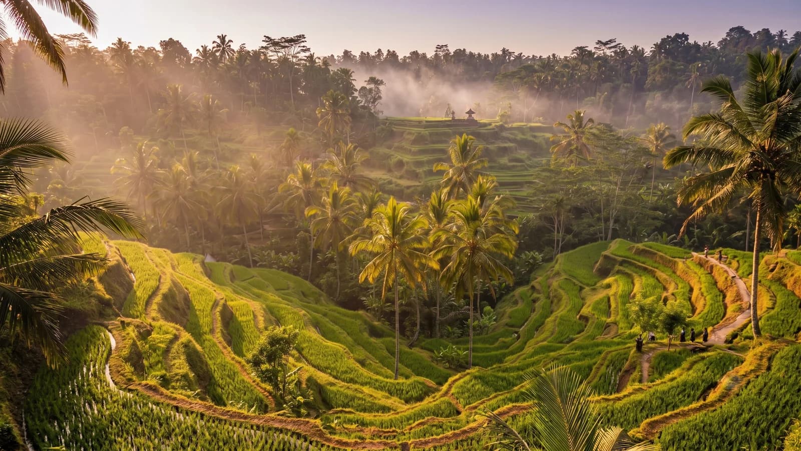 Ubud's rice terraces and jungle in the golden light of the dry season