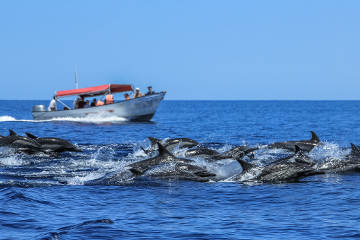 Наблюдение за дельфинами в акватории пляжа Ловина на Бали