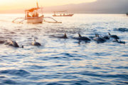 Наблюдение за дельфинами с лодки