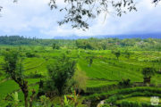 Кинтамани тур, рисовые поля - Экскурсии на Бали
