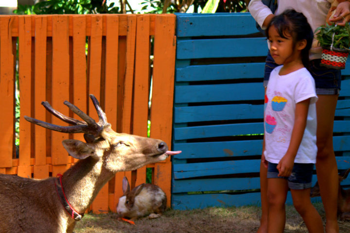 Олень и девочка, контактный зоопарк в Куте
