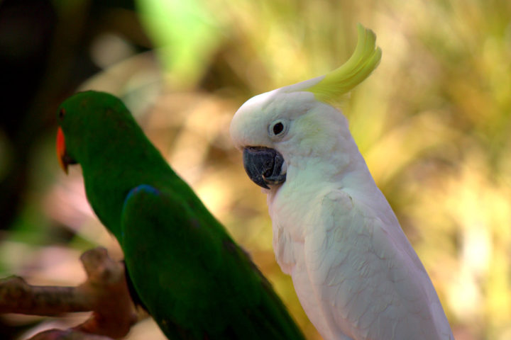 Тропические попугаи