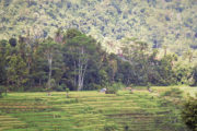 Рафтинг на Бали по реке Телага Ваджа - вид на рисовые поля