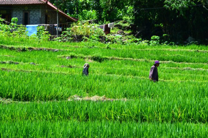 Рисовые террасы - жизнь на острове