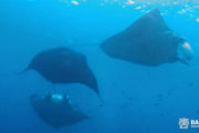 Трио, совместно поедая планктон. Спасибо за фото Денису | Экскурсии с Бали на Нуса Пенида